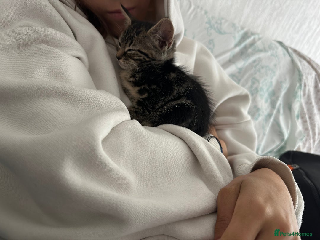 Mixed Breed cats for sale: LAST FEMALE KITTEN AVAILABLE 100£ - Image 5