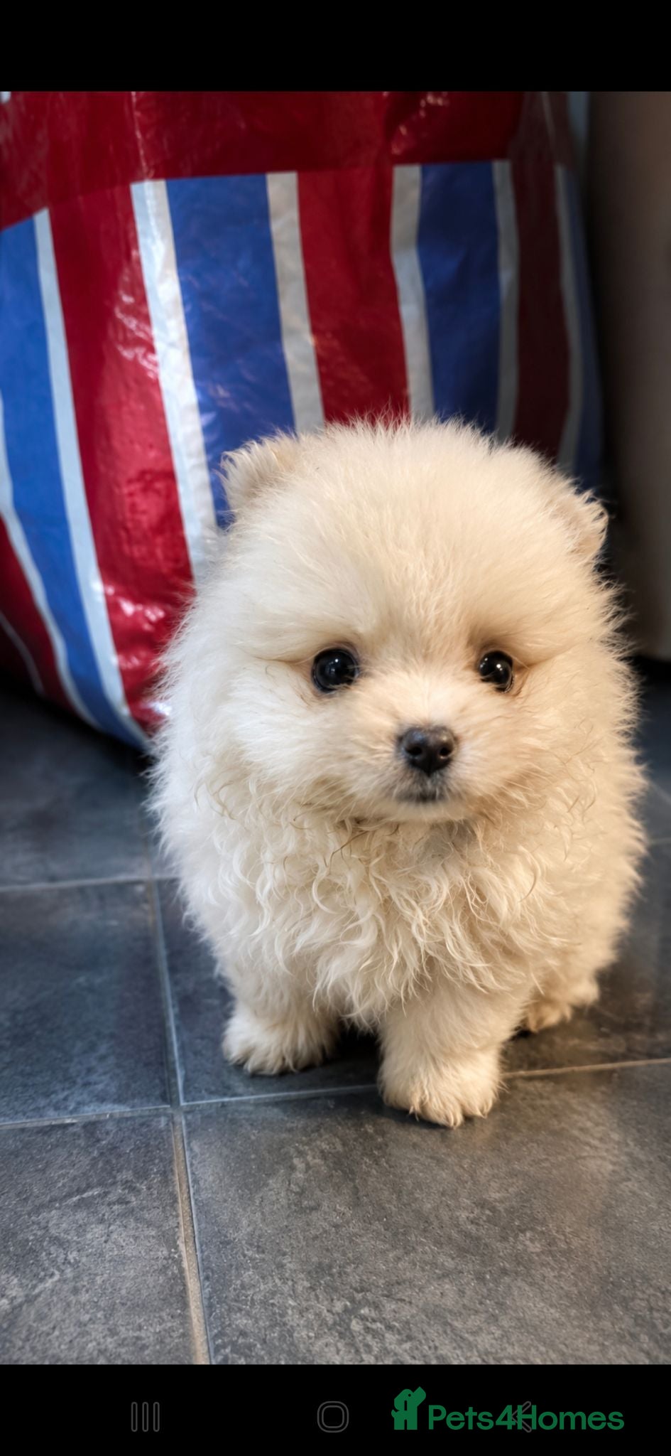 Pomeranian dogs Beautiful Pomeranian Puppies  - Advert 15