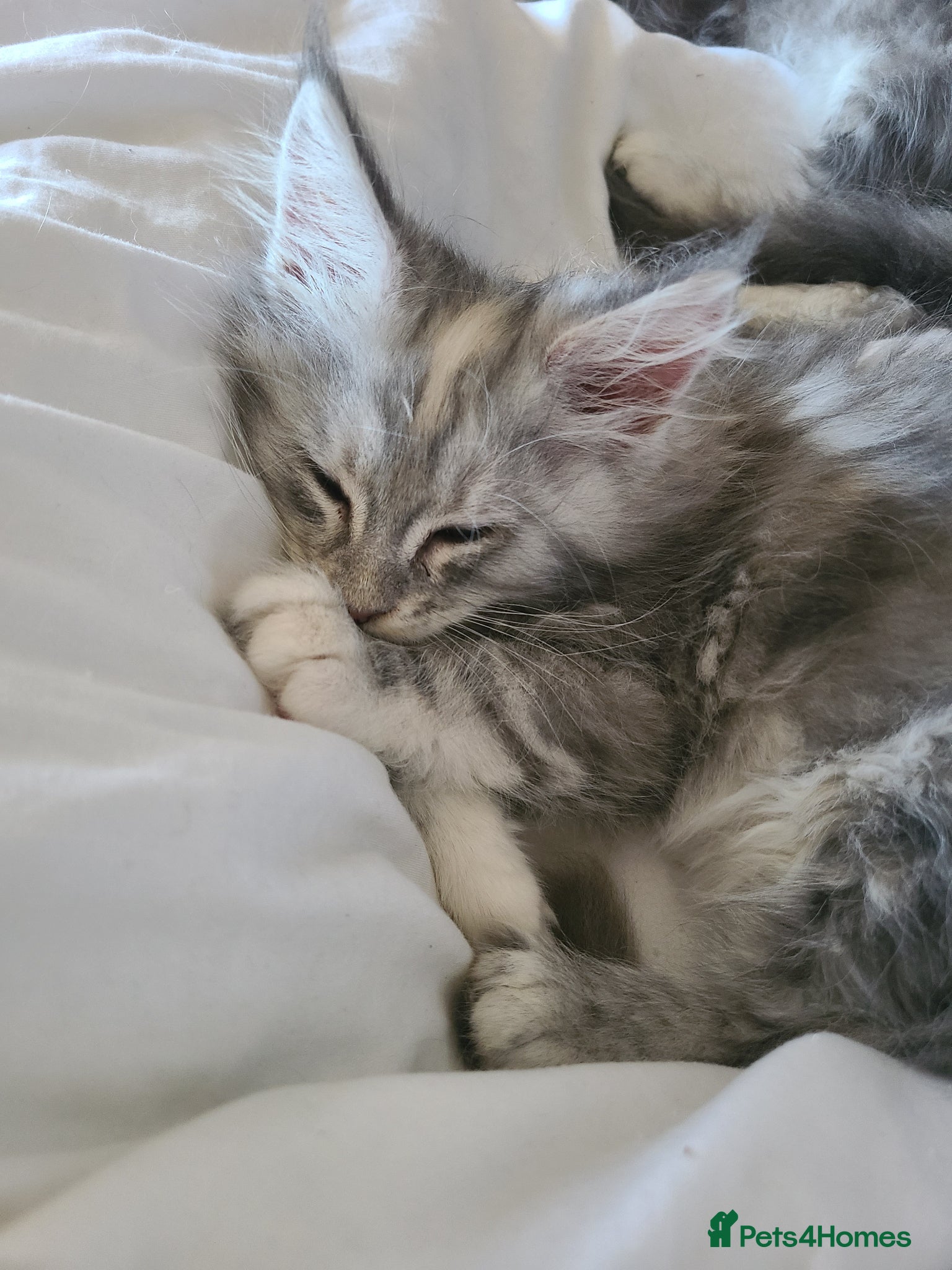 Maine Coon cats 7 adorable pedigree maine coon kittens - Advert 8