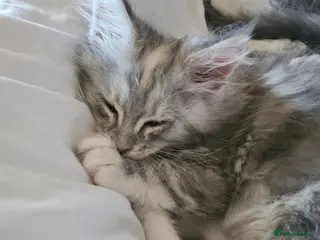 Maine Coon cats 7 adorable pedigree maine coon kittens - Advert 8