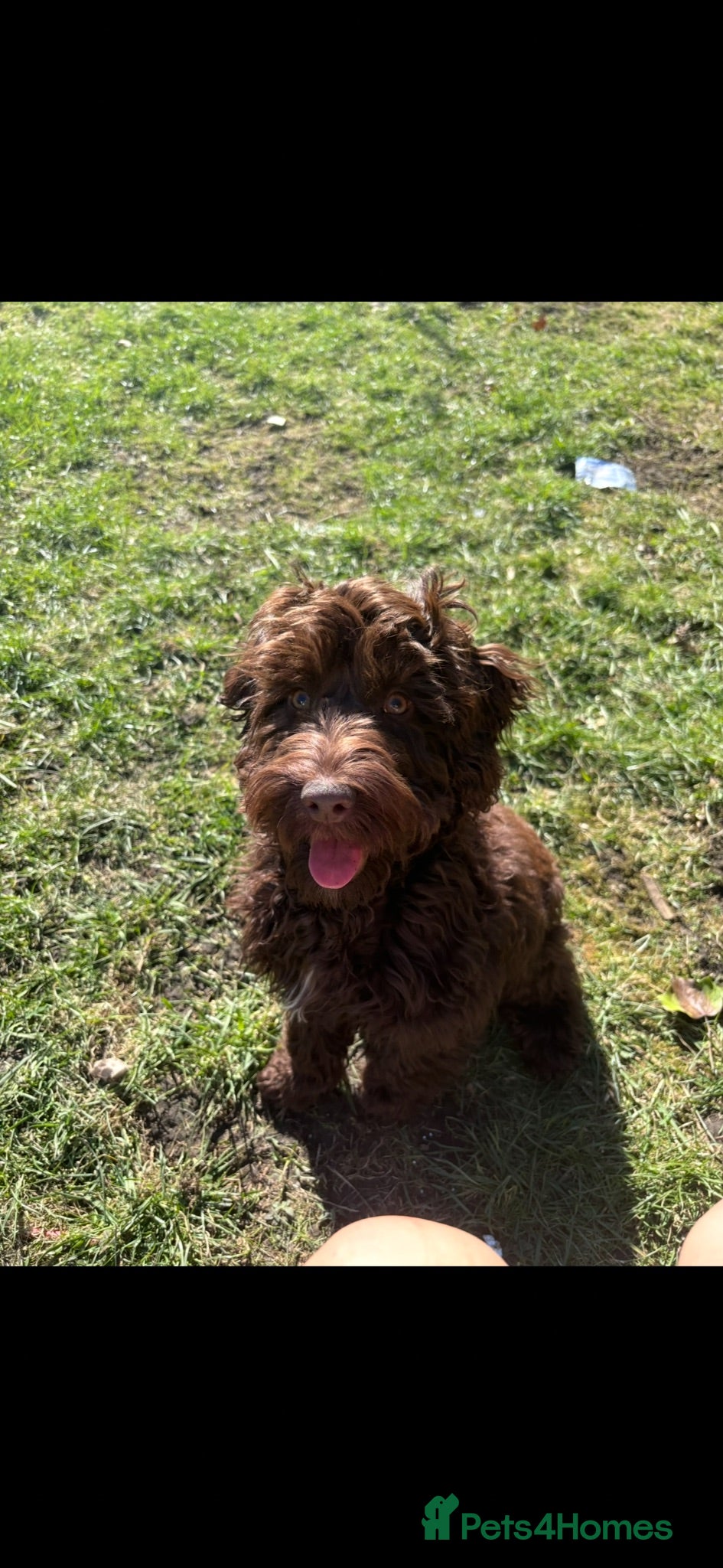 Mixed Breed dogs brown cockapoo for stud - Advert 1