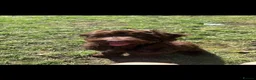 Mixed Breed dogs for stud: brown cockapoo for stud - Advert 1