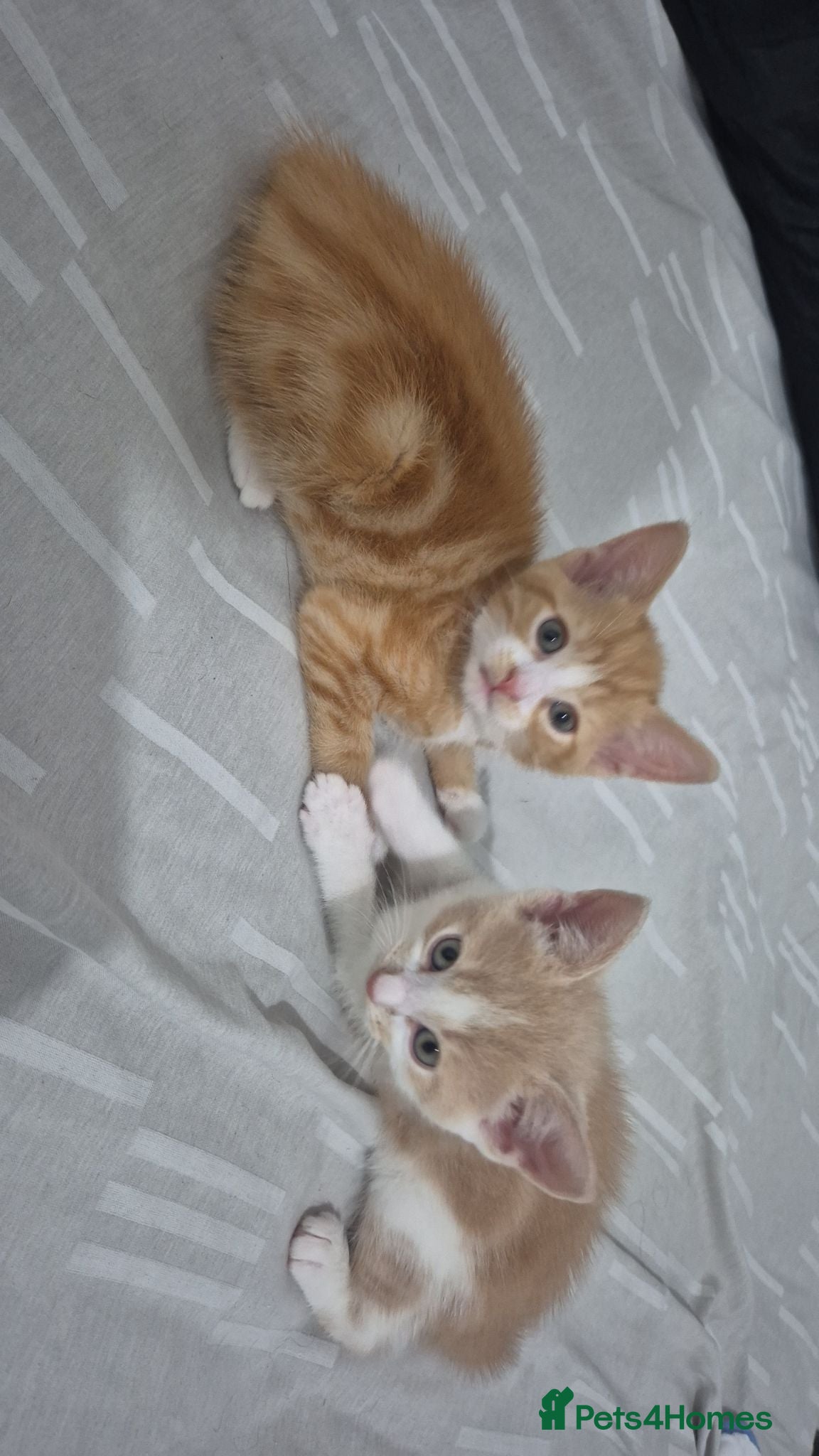 Mixed Breed cats Two adorable ginger babies needing a new home - Advert 1