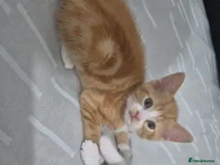 Mixed Breed cats Two adorable ginger babies needing a new home - Advert 1