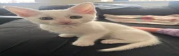 Mixed Breed cats for sale: Male White Kitten  - Advert 3