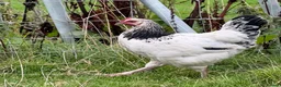 Chickens poultry for sale: Light Sussex Cockerel in Alston - Advert 1
