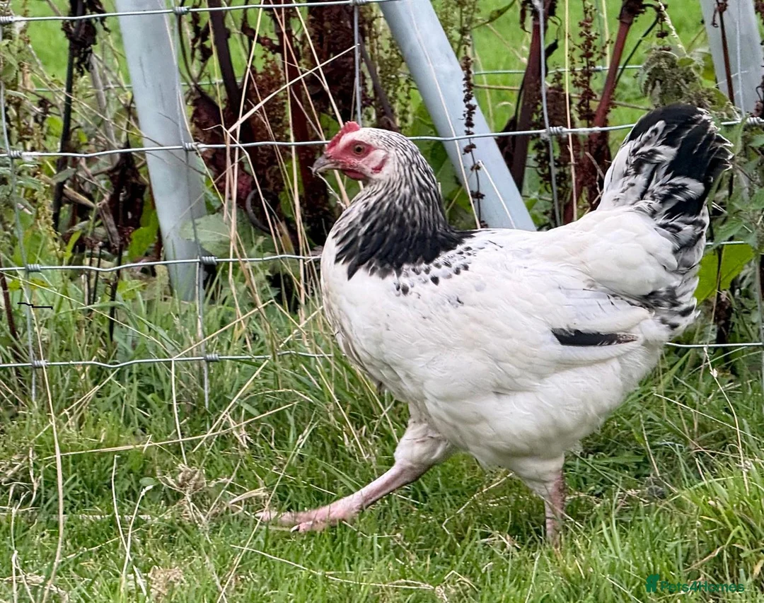 Chickens poultry for sale: Light Sussex Cockerel in Alston - Advert 1