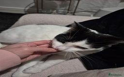 Mixed Breed cats for sale: 4 yr old loving girl - Advert 1