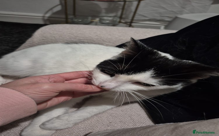 Mixed Breed cats 4 yr old loving girl - Advert 3