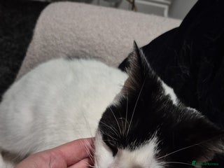 Mixed Breed cats 4 yr old loving girl - Advert 1