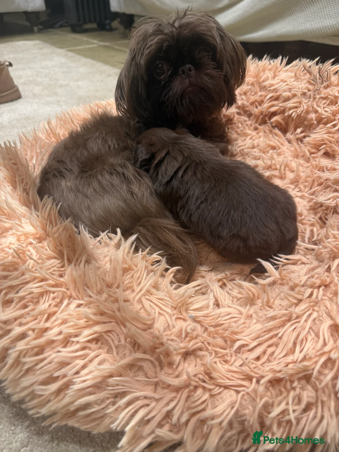 Shih Tzu dogs for sale: Imperial shih tzu - Advert 5