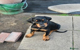 Dobermann dogs for sale: 2 doberman male puppies - Image 6