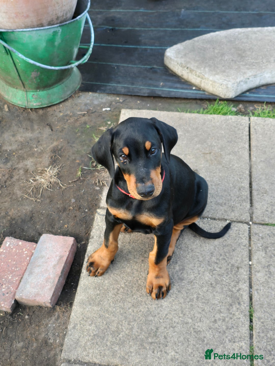 Dobermann dogs for sale: 2 doberman male puppies - Image 6