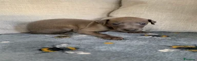 Italian Greyhound 3