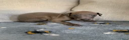 Italian Greyhound dogs for sale: Beautiful KC Registered Italian greyhounds - Advert 13