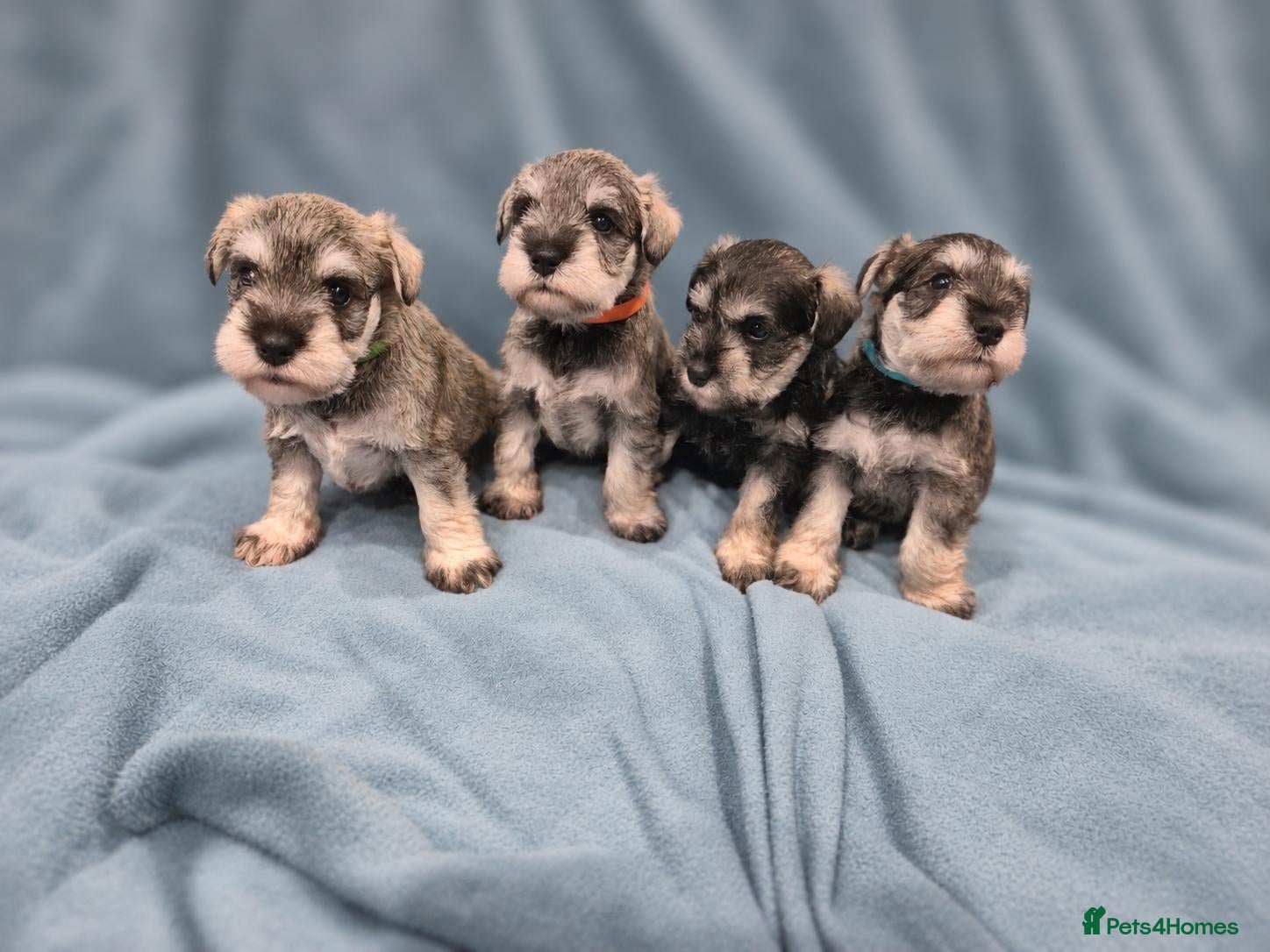 Miniature Schnauzer dogs Miniature Schnauzer Puppies - Advert 2