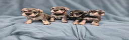 Miniature Schnauzer dogs for sale: Miniature Schnauzer Puppies - Advert 1