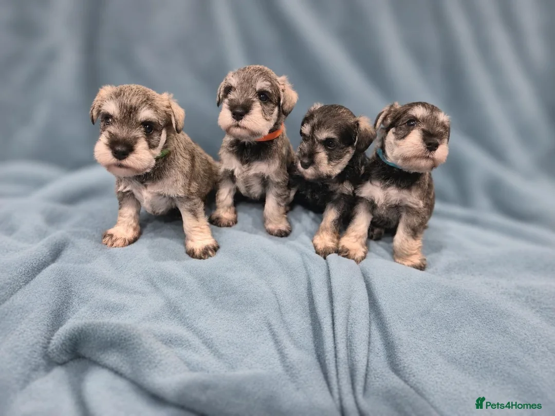 Miniature Schnauzer dogs for sale: Miniature Schnauzer Puppies - Advert 1