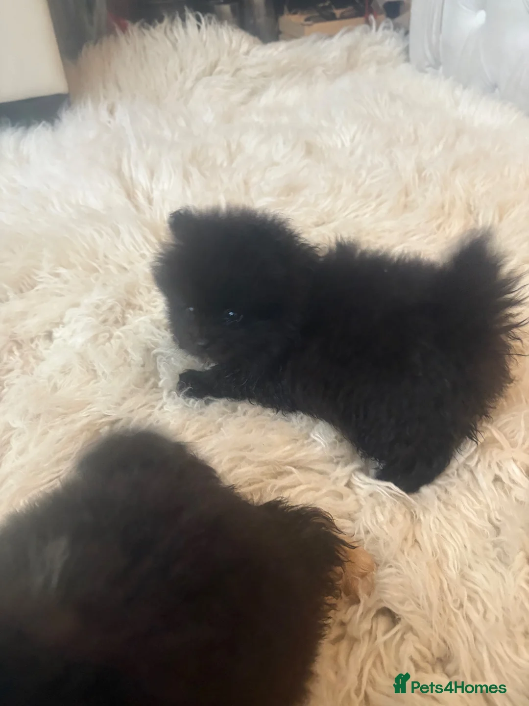 Pomeranian dogs for sale: Pomeranian  in Warrington - Advert 2