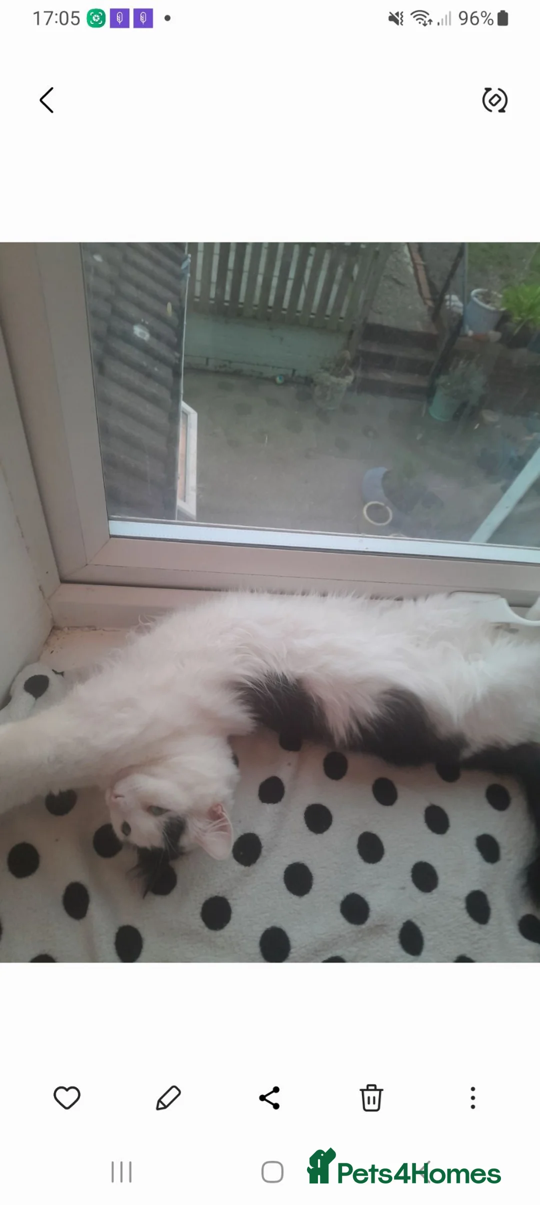 Mixed Breed cats for sale: 2 year male cat ,  **  in Chesterfield - Advert 4
