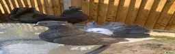 Pigeons birds for sale: Indian fantail  - Advert 6
