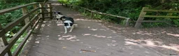 Mixed Breed dogs for sale: Pollies  - Advert 6