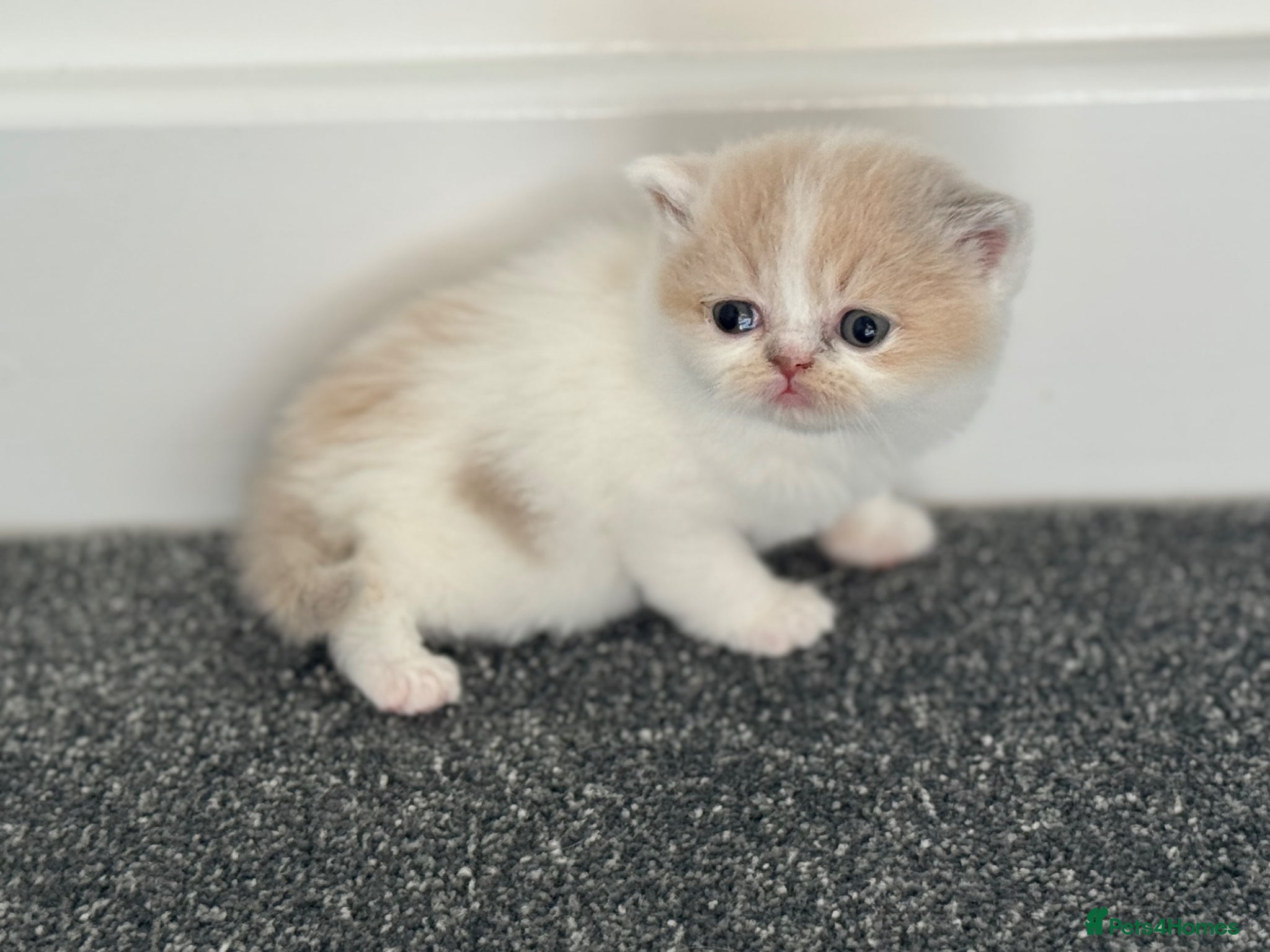 British Shorthair cats Tica SGC dam Lilac tortie and white daughter  - Advert 6