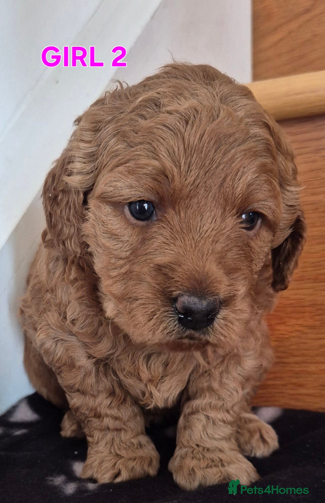 Mini Goldendoodle dogs for sale: F1b Red Miniature Goldendoodles tested parents - Image 8