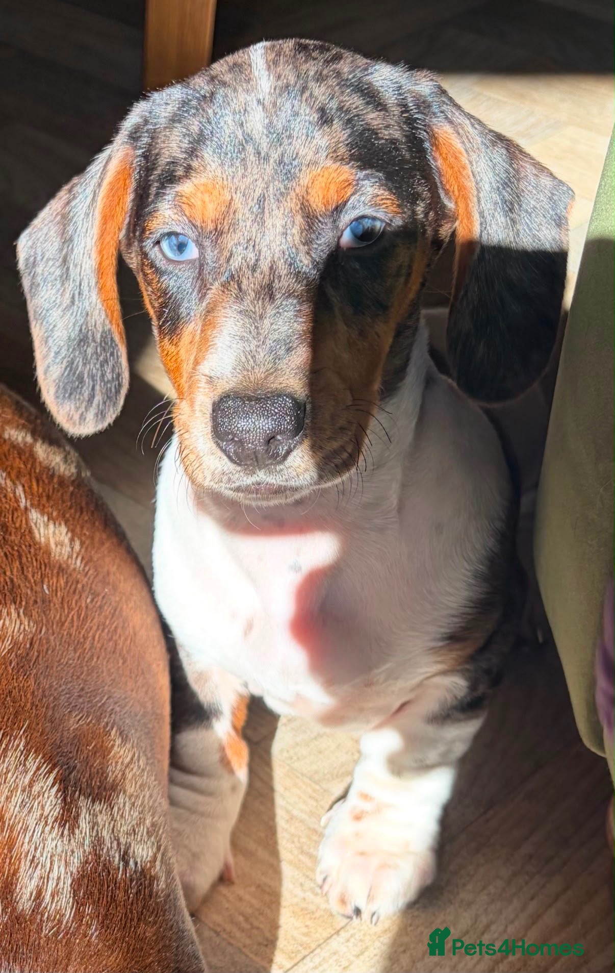 Miniature Dachshund dogs Last little boy pup left. Stunning rare colour  - Advert 1
