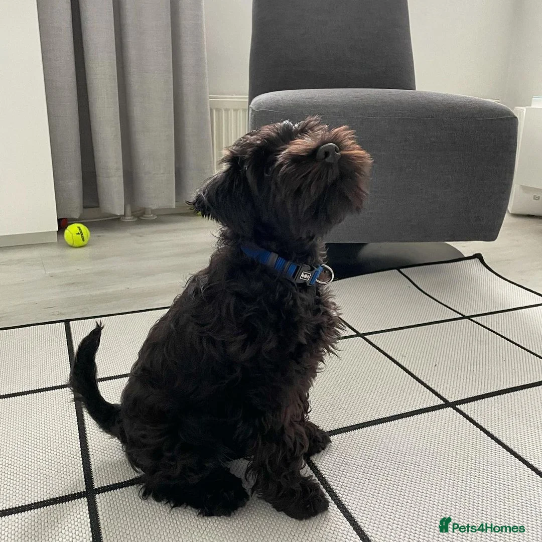 Miniature Schnauzer dogs for sale: Beautiful 7-Month-Old Female Schnauzer Poppy - Advert 2