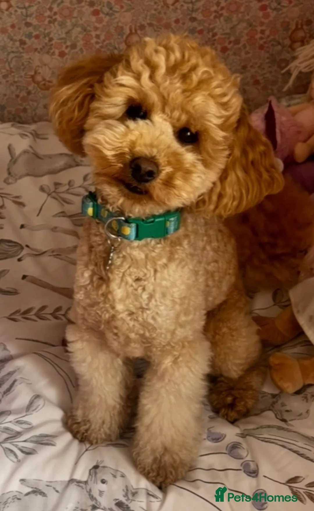 Miniature Poodle dogs for stud: Proven - KC REG MINIATURE POODLE STUD 🐩🐾 in Doncaster - Advert 5