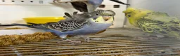 Budgerigars birds for sale: Helicopter split budgies  - Advert 4