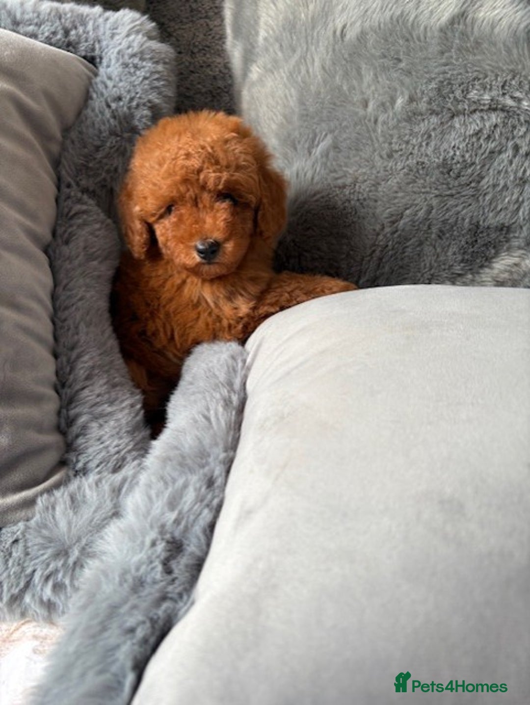 Toy Poodle dogs for sale: Deep Red Toy Poodles - Image 4