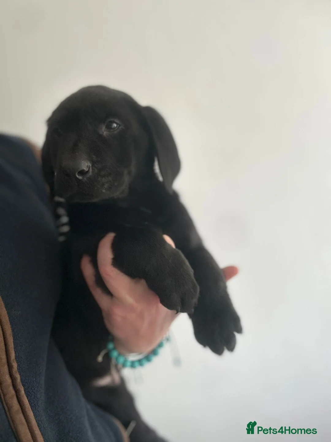 Labrador Retriever dogs for sale: Beautiful Puppies Raised in Our Family Home - Advert 4