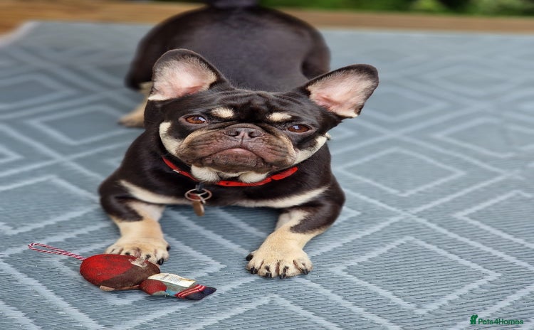 Pug dogs - Advert 3