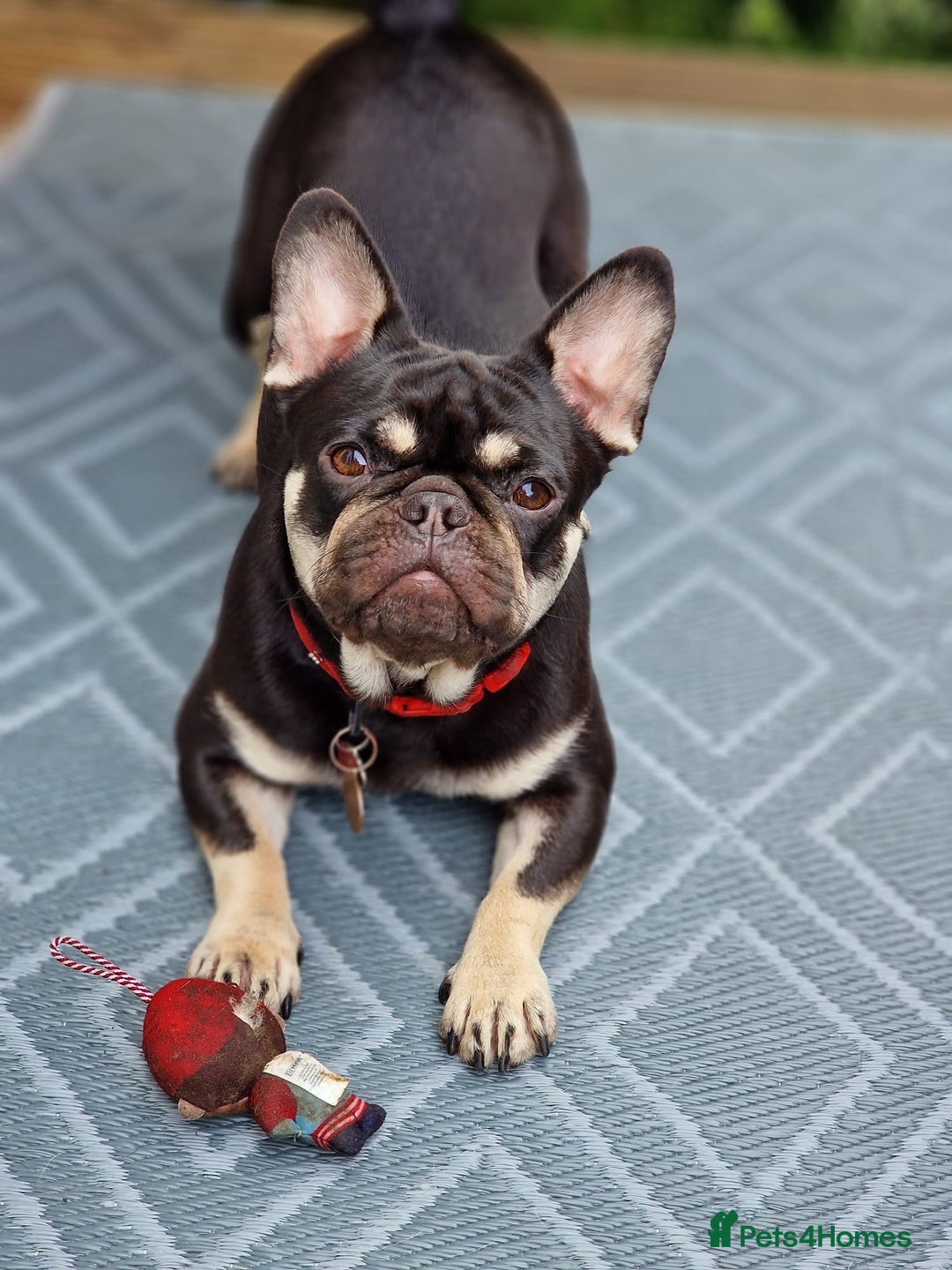 Pug dogs for sale: Pug and frug  - Image 4
