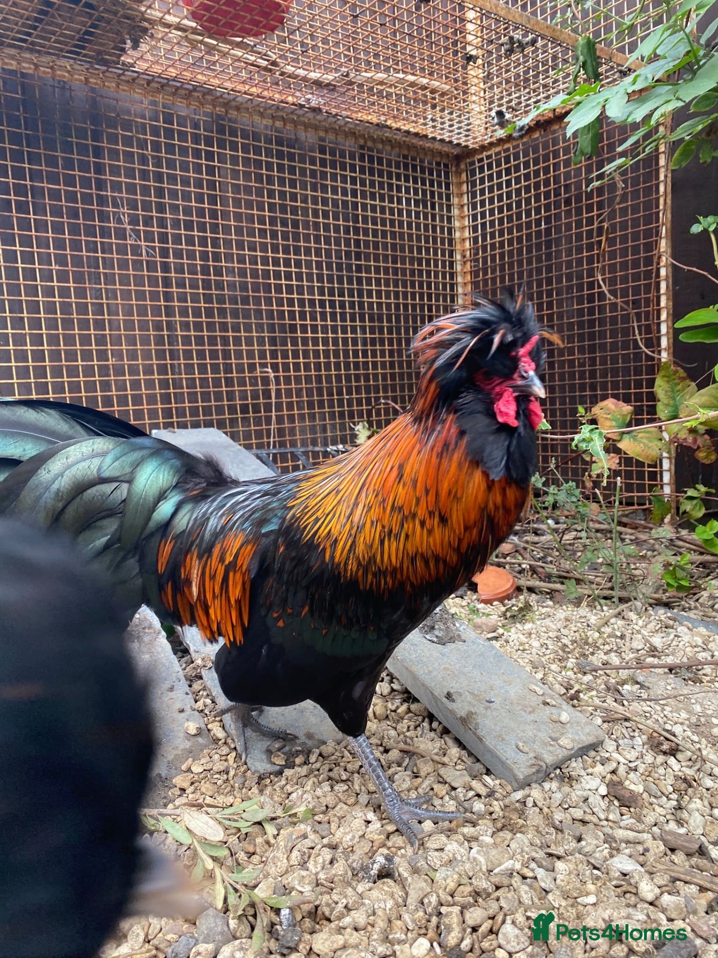 Chickens poultry Polish bantam cockerel free to good home - Advert 7