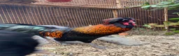 Chickens poultry for sale: Polish bantam cockerel free to good home - Advert 1