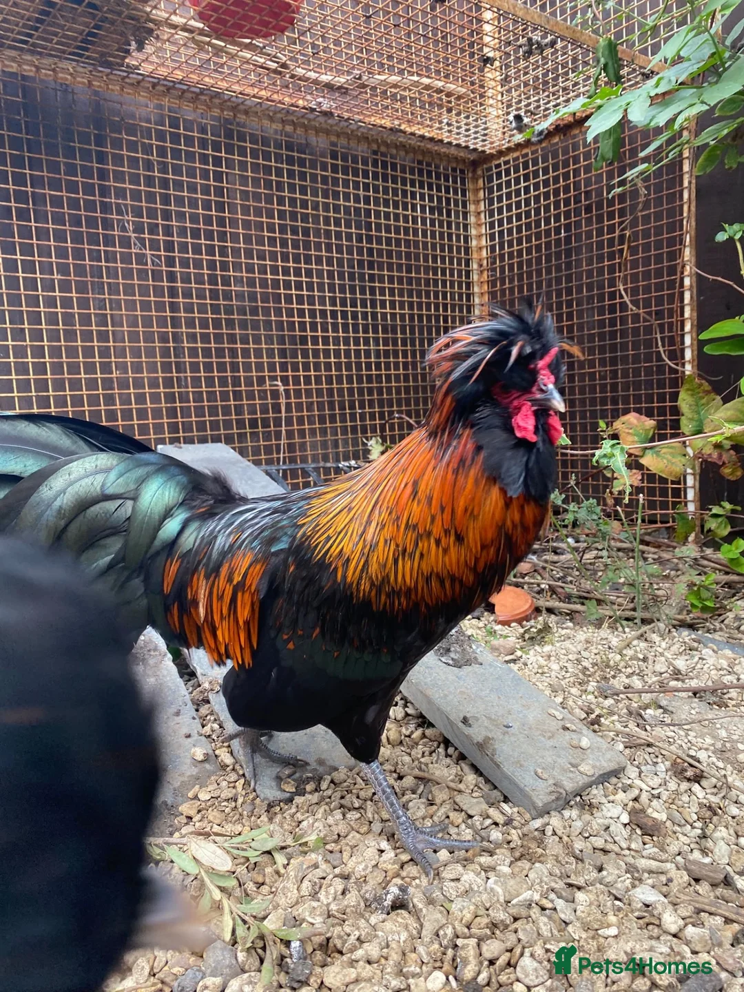 Chickens poultry for sale: Polish bantam cockerel free to good home - Advert 1