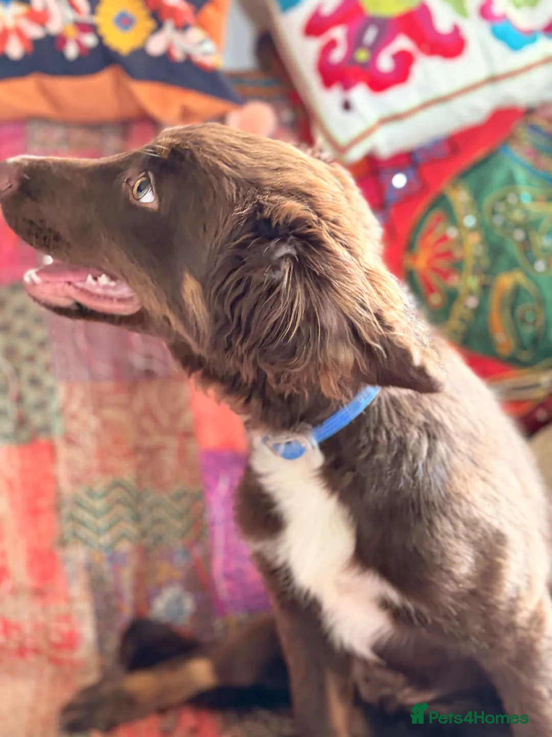 Mixed Breed dogs for sale: GORGEOUS COCKER SPANIEL X BORDER COLLIE PUP - Advert 8