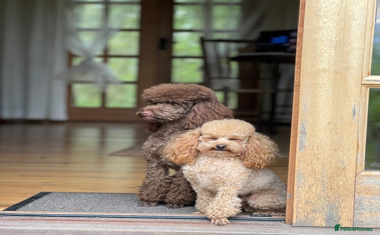Toy Poodle dogs - Advert 2