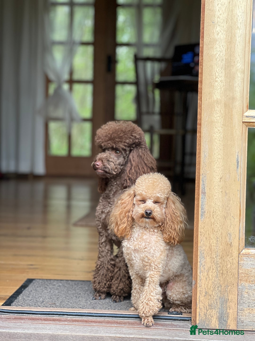 Toy Poodle dogs for sale: Toy poodles (5 girls and 2 boys) - Image 1