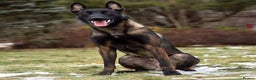 Belgian Shepherd Dog dogs for sale: Young Belgian Mali Boy - Advert 3