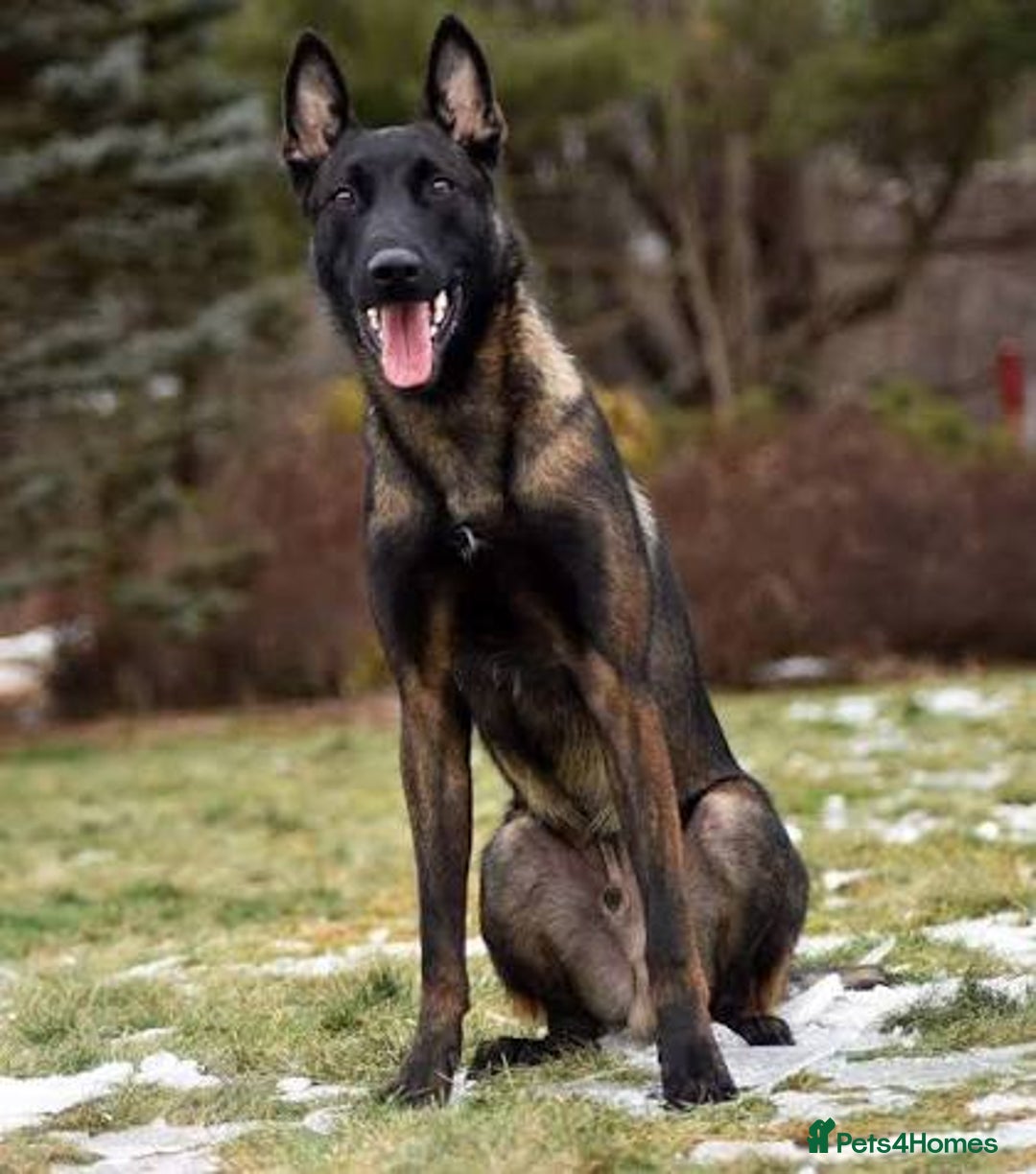 Belgian Shepherd Dog dogs for sale: Young Belgian Mali Boy - Advert 3