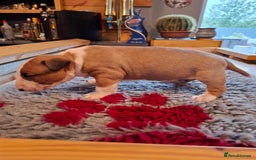 English Bull Terrier dogs for sale: 4 English bull terrier pups 2 male 2 female  - Image 6
