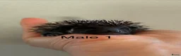 Pygmy Hedgehog rodents for sale: Gorgeous litter for Sale!  - Advert 6