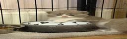 British Shorthair cats for sale: Stunning British Shorthaired GCCF Registered - Advert 29