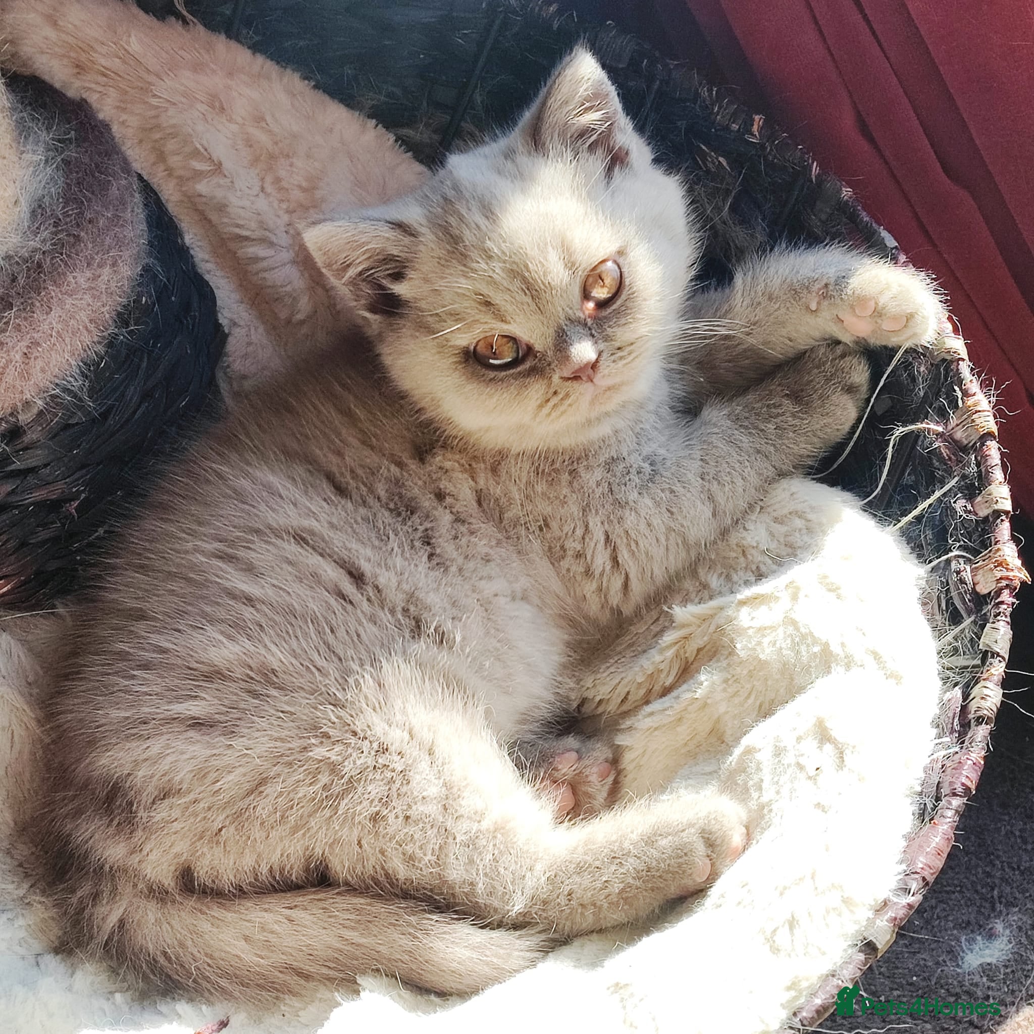 British Shorthair cats Lilac boy  - Advert 1