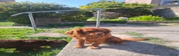 Cavalier King Charles Spaniel dogs for sale: 10 month old females kc health tested parents  - Advert 2