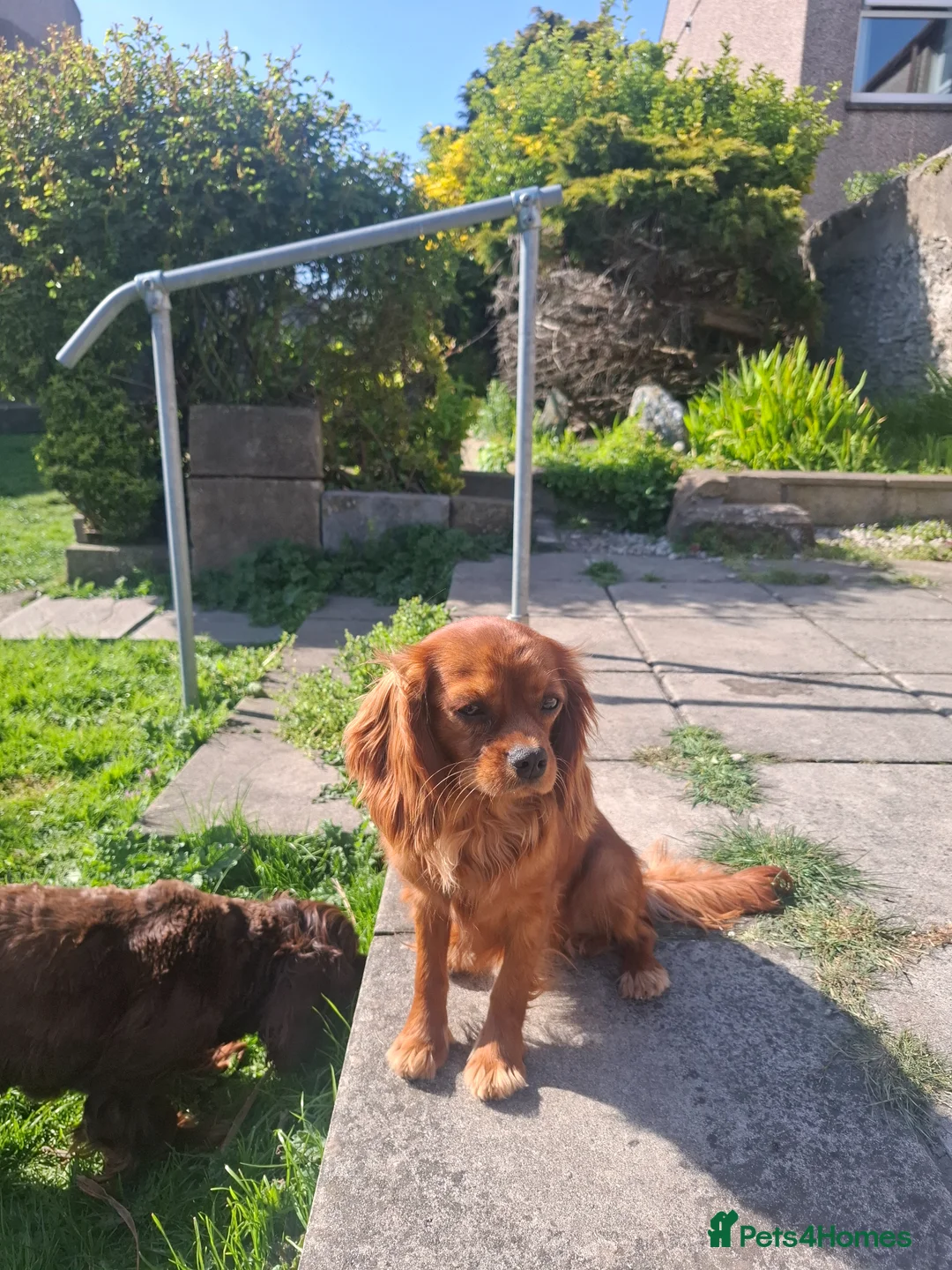 Cavalier King Charles Spaniel dogs for sale: 10 month old females kc health tested parents  - Advert 2